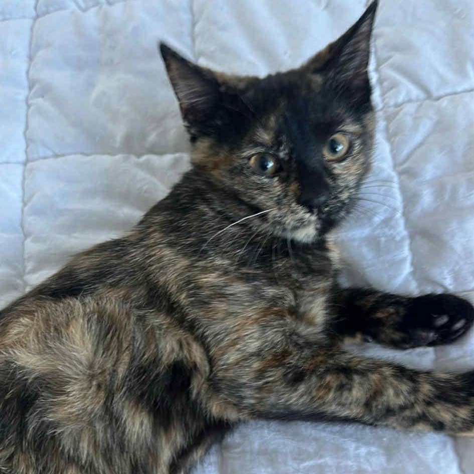 Trixie , an adopted Domestic Short Hair in Barrington Hills, IL image 1/2