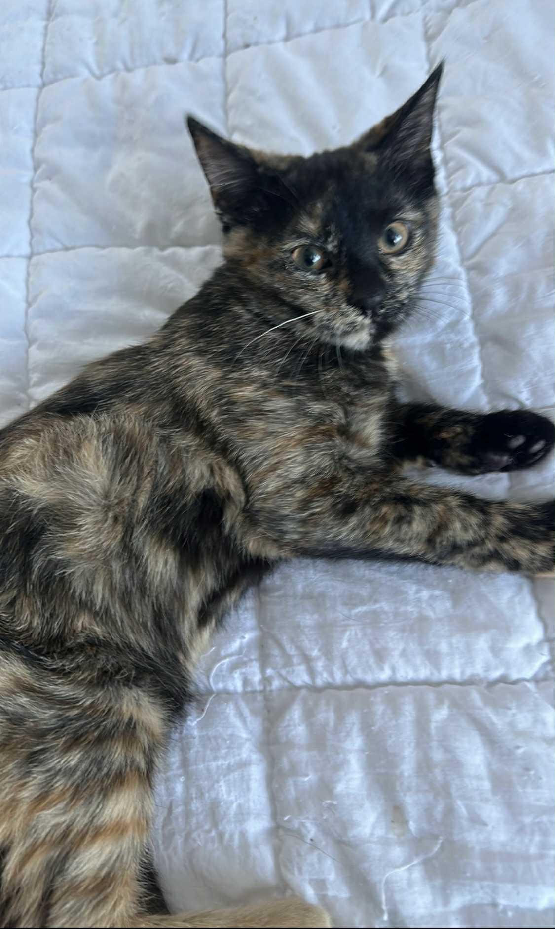 Trixie , an adopted Domestic Short Hair in Barrington Hills, IL image 2/2