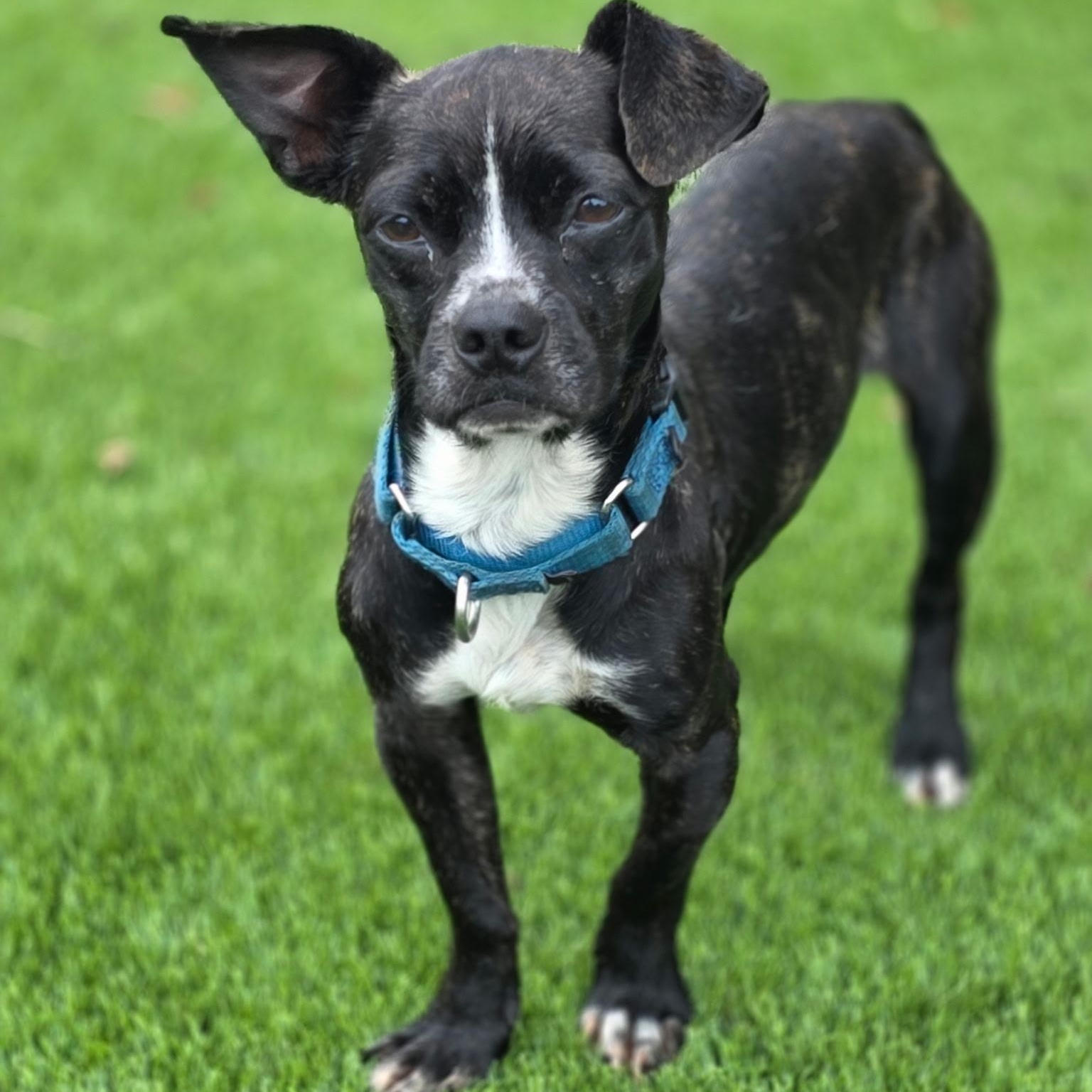Atlas, a Adoptable mixed breed in Anderson, SC image 2/2