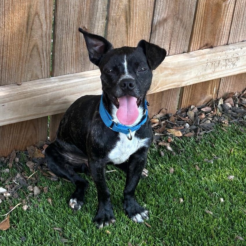 Atlas, Adoptable, Adult Male Chihuahua.