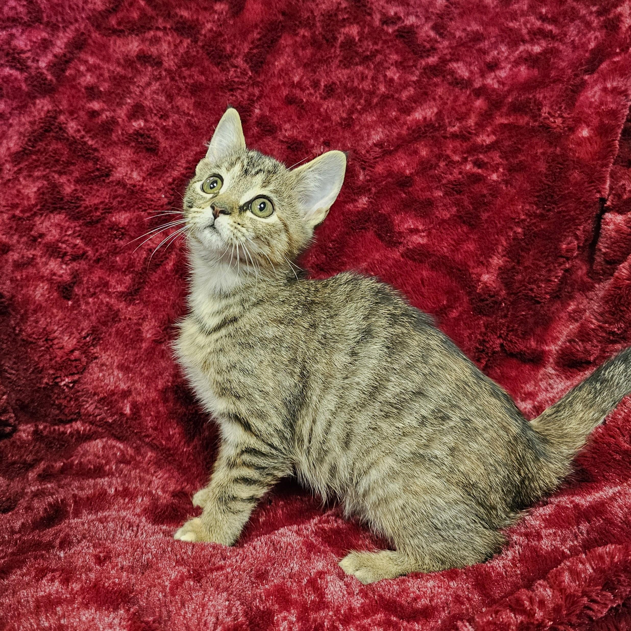 Enlarge Fork, a Adoptable mixed breed in Searcy, AR image 3/3