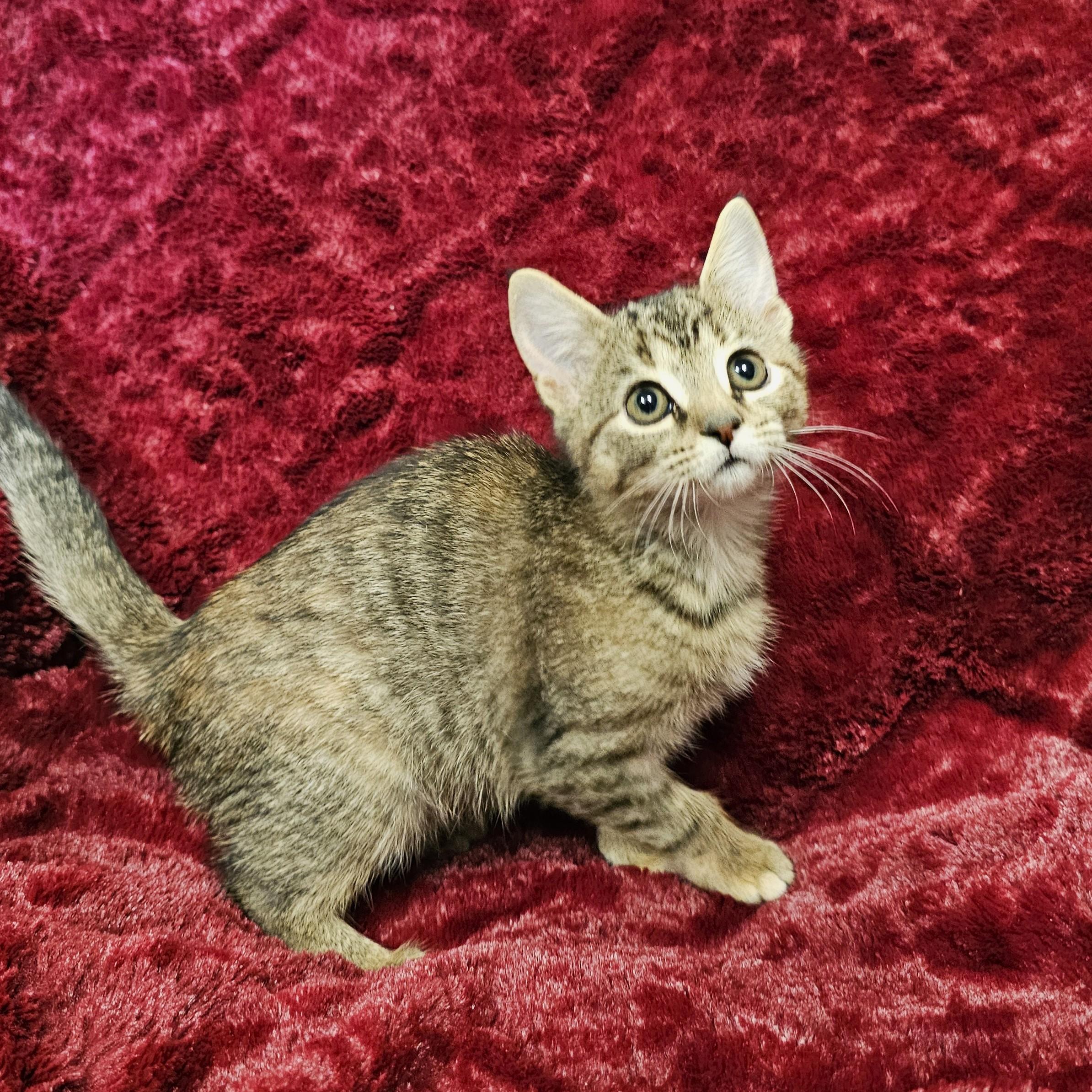 Enlarge Fork, a Adoptable mixed breed in Searcy, AR image 1/3