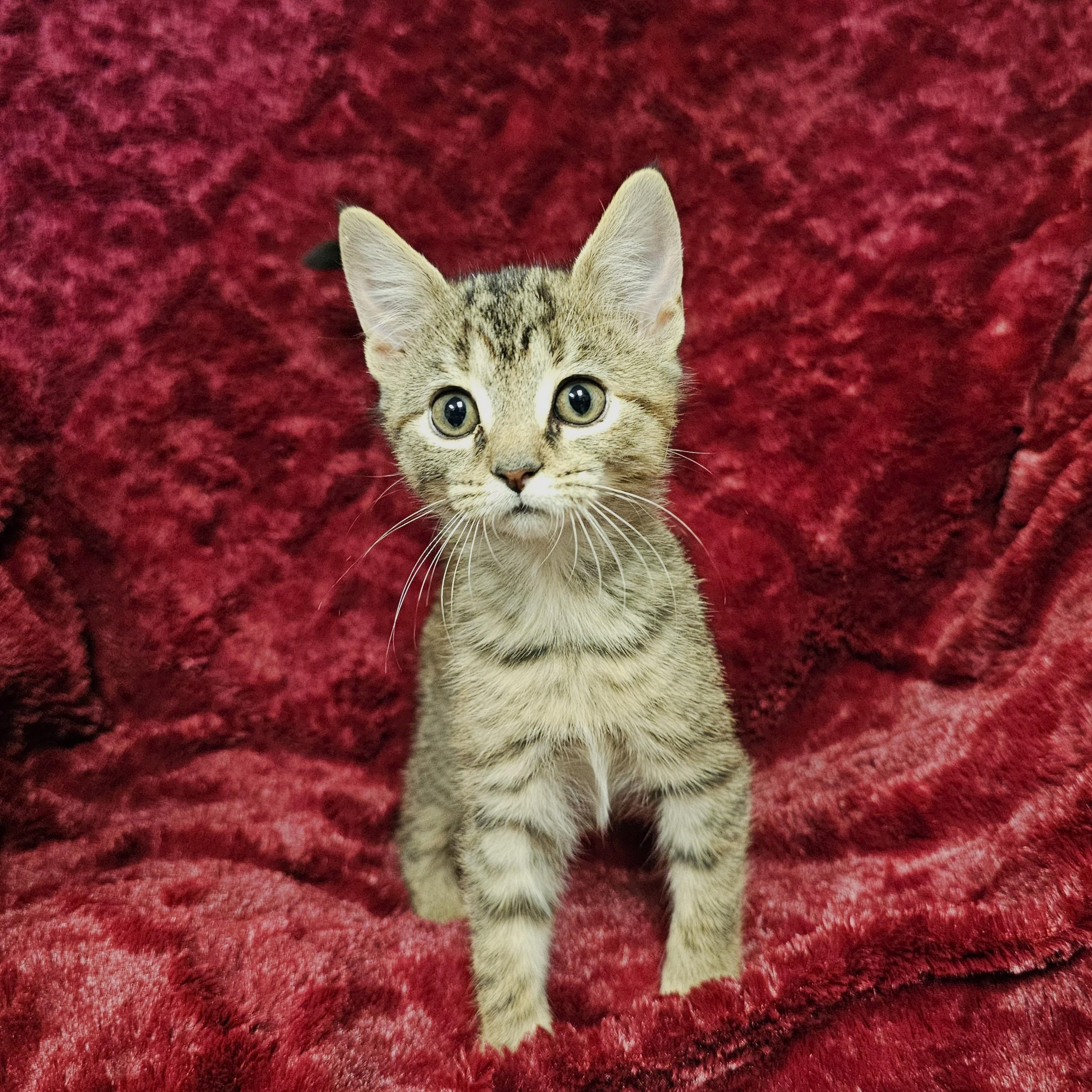 Enlarge Fork, a Adoptable mixed breed in Searcy, AR image 2/3