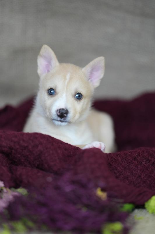 Enlarge Sorrel, a Adoptable Mixed Breed in Exshaw, AB image 2/3