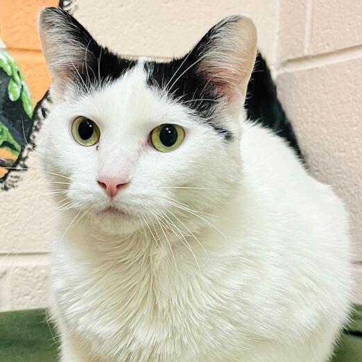 Mazi, Adoptable, Adult Female Domestic Short Hair.