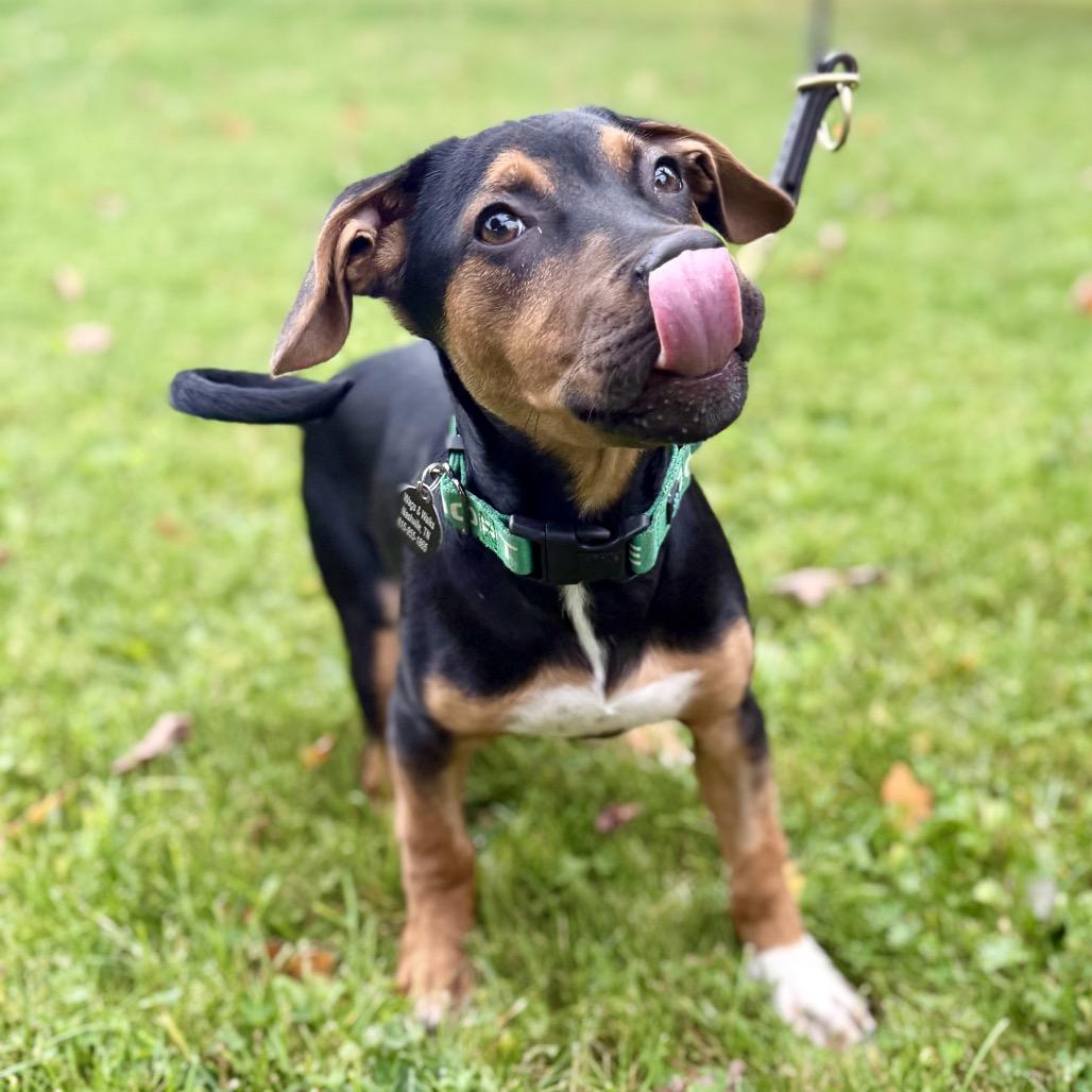 Ridge, Adoptable, Puppy Male Mixed Breed.