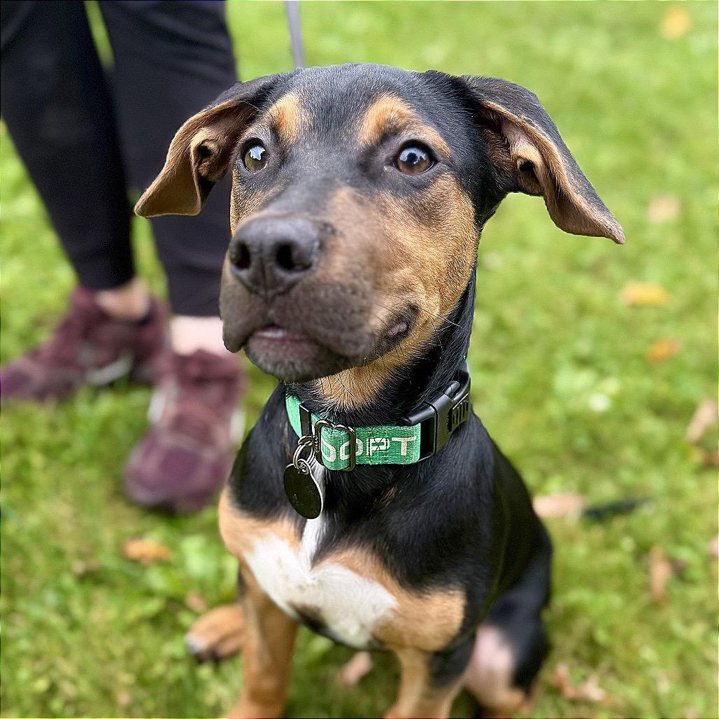 Enlarge Ridge, a Adoptable Mixed Breed in Bangall, NY image 2/2