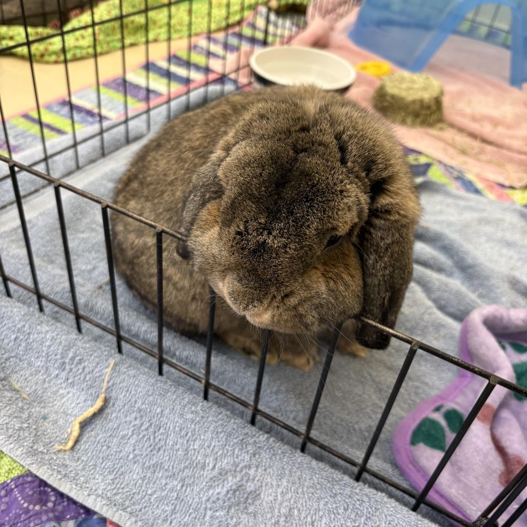 Milo, Adoptable, Adult Male Mini Lop.