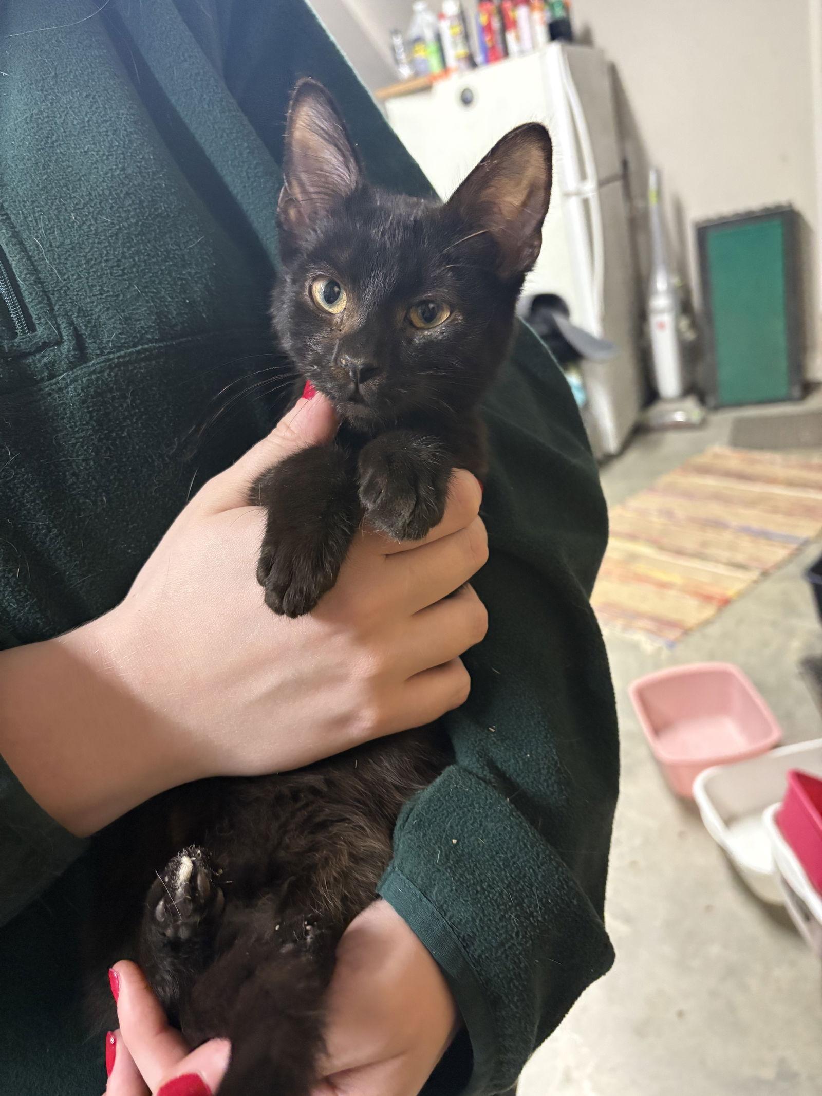 Colby    (th), Adoptable, Kitten Male Domestic Short Hair.