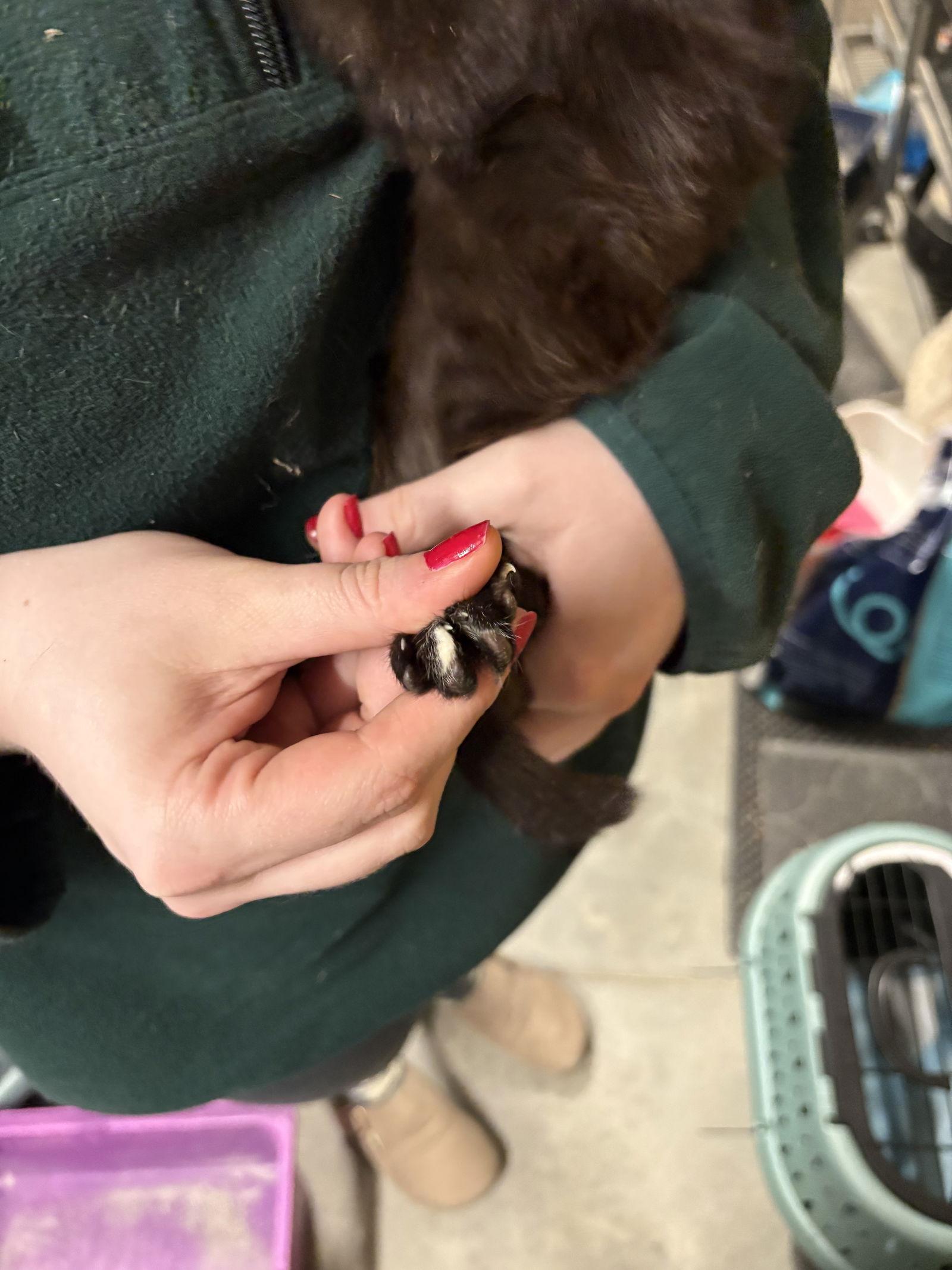 Enlarge Colby    (th), a Adoptable Domestic Short Hair in White Bluff, TN image 2/2