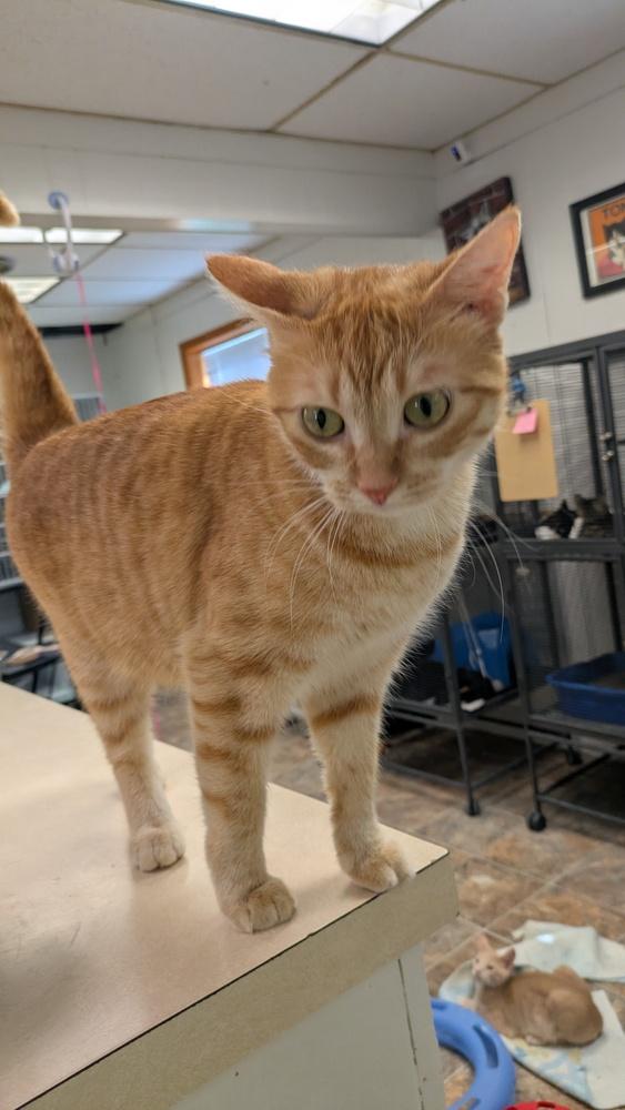 Sherbet, Adoptable, Adult Female Domestic Short Hair.