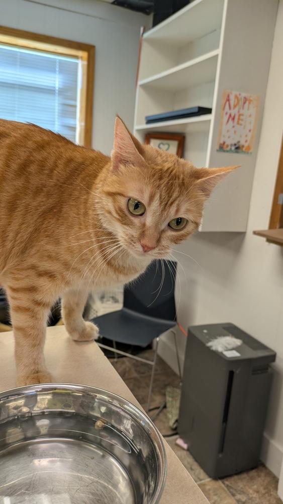 Enlarge Sherbet, a Adoptable Domestic Short Hair in Papillion, NE image 2/2