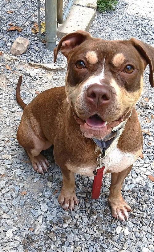 BUNNI, Adoptable, Adult Female Terrier.
