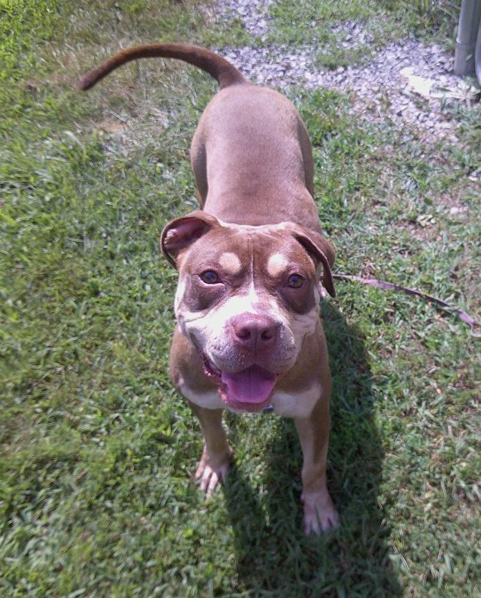Enlarge BUNNI, a Adoptable mixed breed in Pegram, TN image 5/6