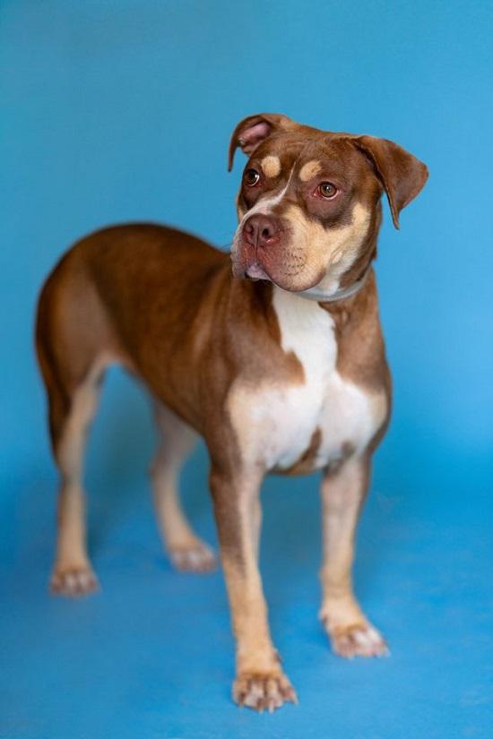 Enlarge BUNNI, a Adoptable mixed breed in Pegram, TN image 4/6