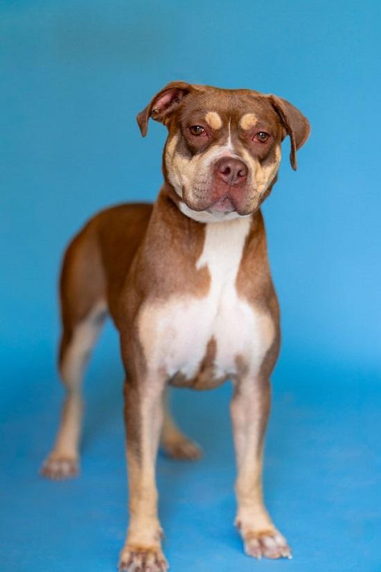 Enlarge BUNNI, a Adoptable mixed breed in Pegram, TN image 6/6