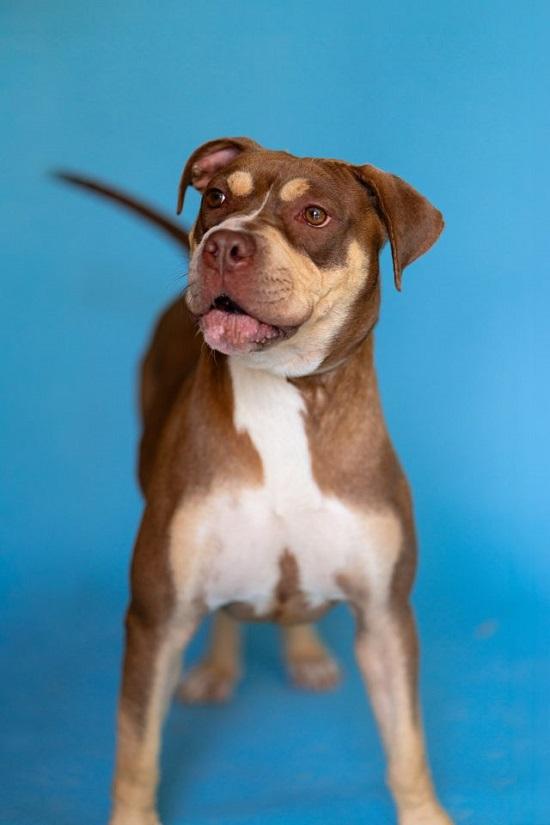 BUNNI, Adoptable, Adult Female Terrier.