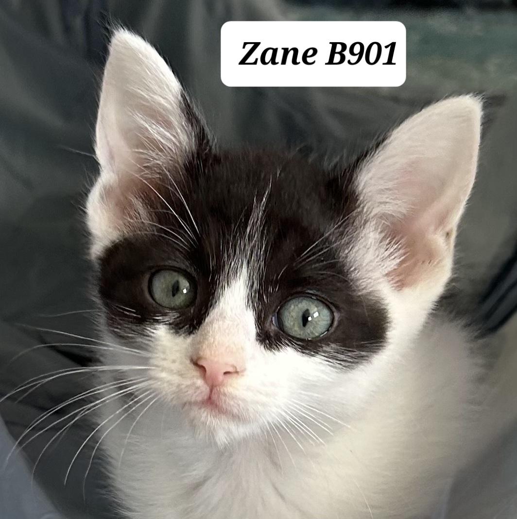Enlarge Zane, a ADOPTABLE Domestic Short Hair in Morganton, NC image 1/1