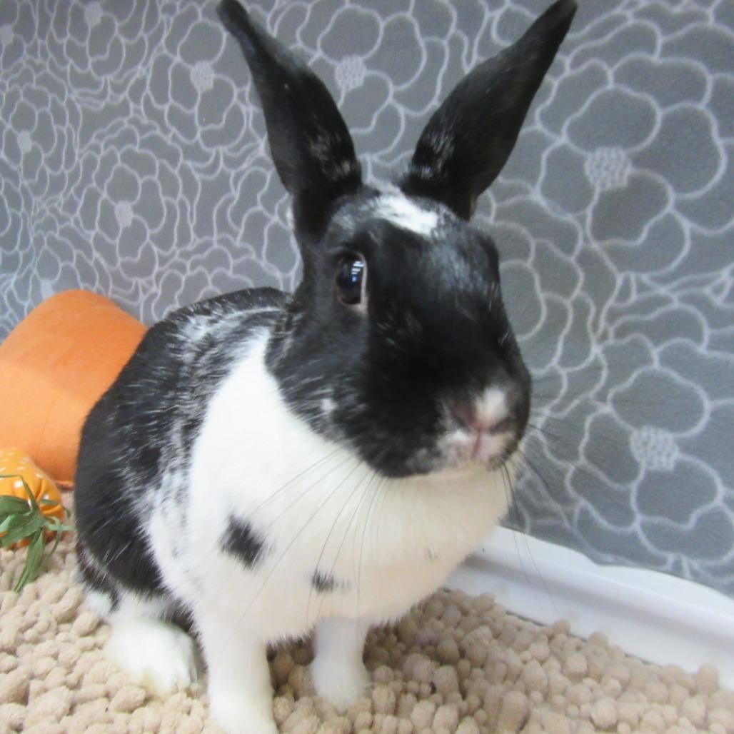 Enlarge Ella, a Adoptable Mini Rex in Newport, PA image 1/6