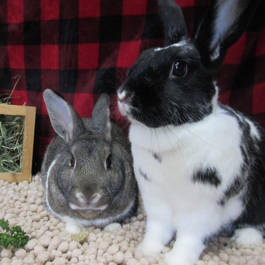 Enlarge Ella, a Adoptable Mini Rex in Newport, PA image 2/6