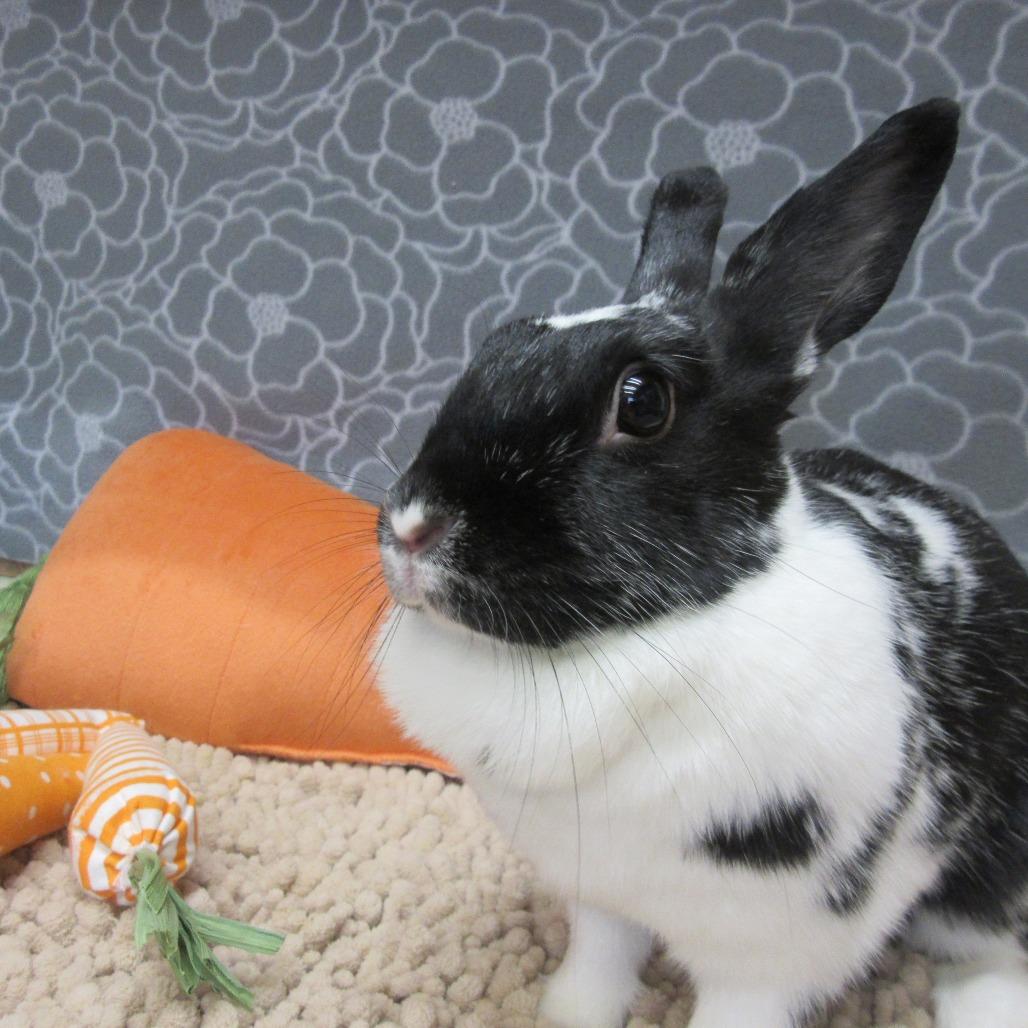Enlarge Ella, a Adoptable Mini Rex in Newport, PA image 3/6