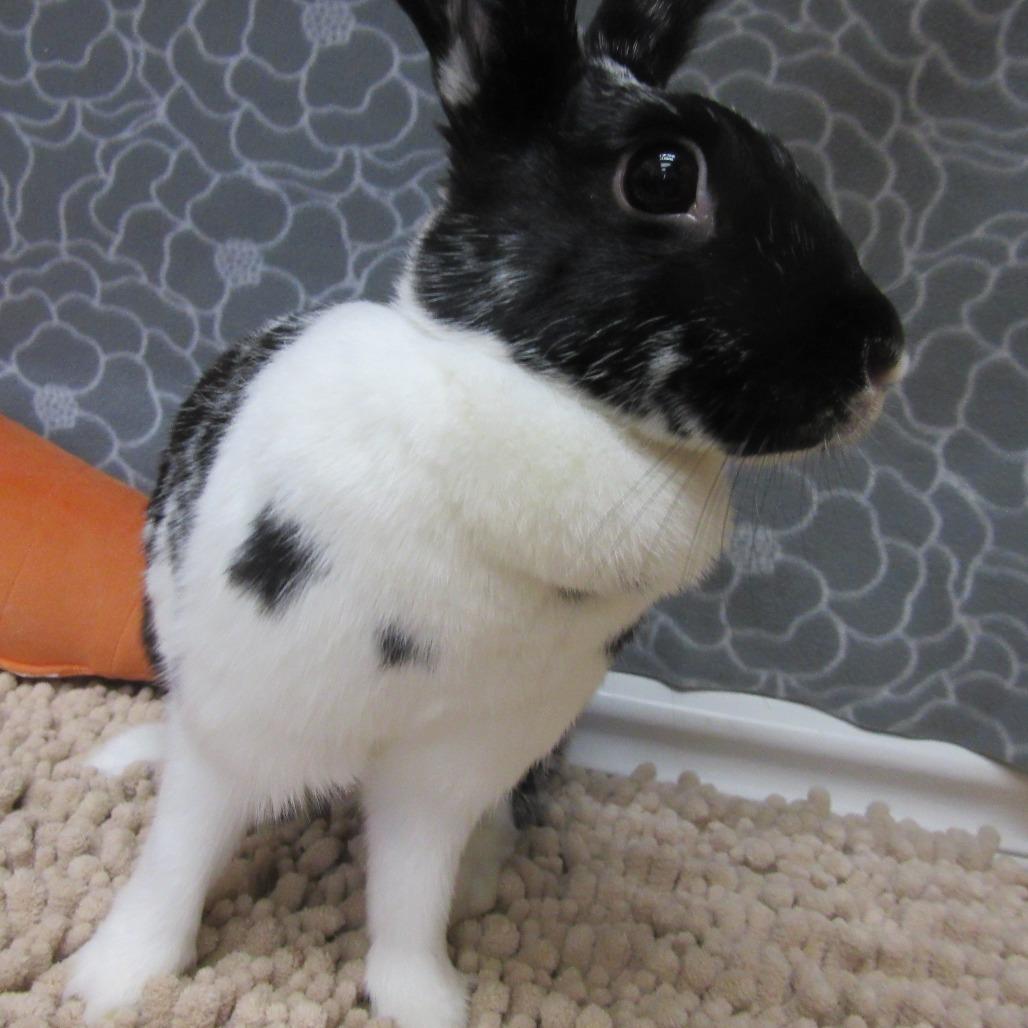 Enlarge Ella, a Adoptable Mini Rex in Newport, PA image 4/6