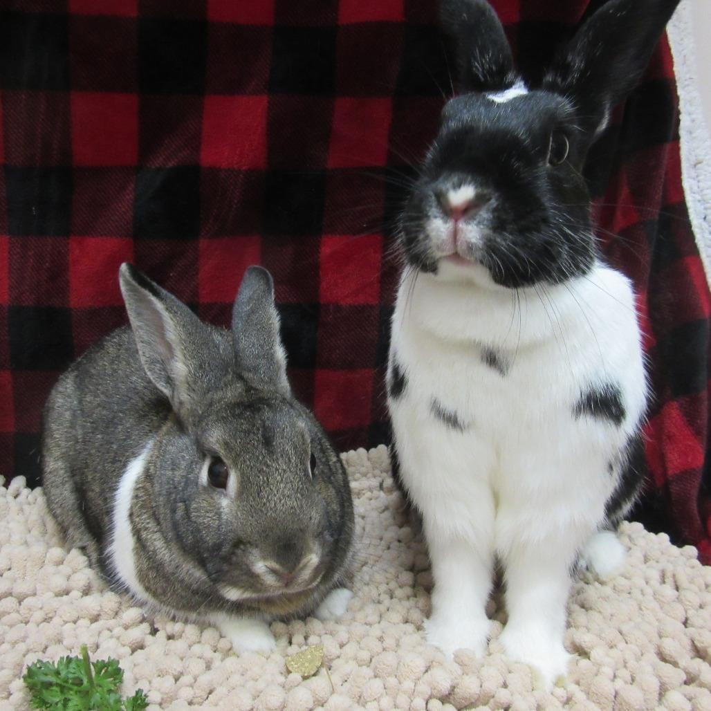 Enlarge Ella, a Adoptable Mini Rex in Newport, PA image 5/6