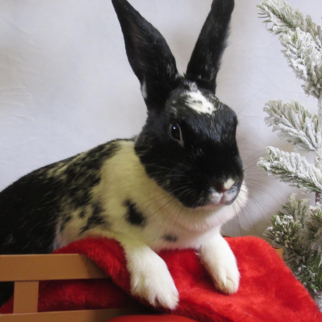 Enlarge Ella, a Adoptable Mini Rex in Newport, PA image 6/6