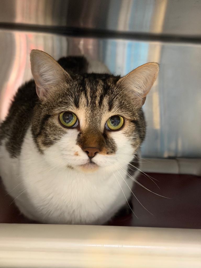 Alana (Sally), Adoptable, Adult Female Domestic Short Hair.