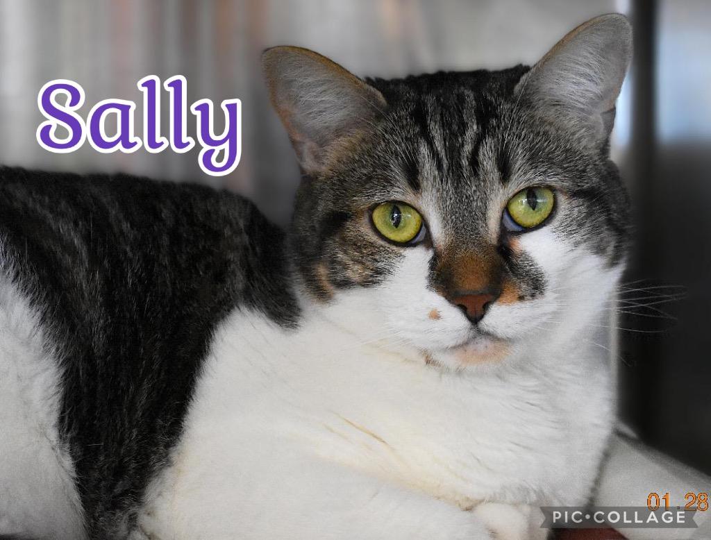 Enlarge Alana (Sally), a Adoptable mixed breed in Fort Oglethorpe, GA image 2/3