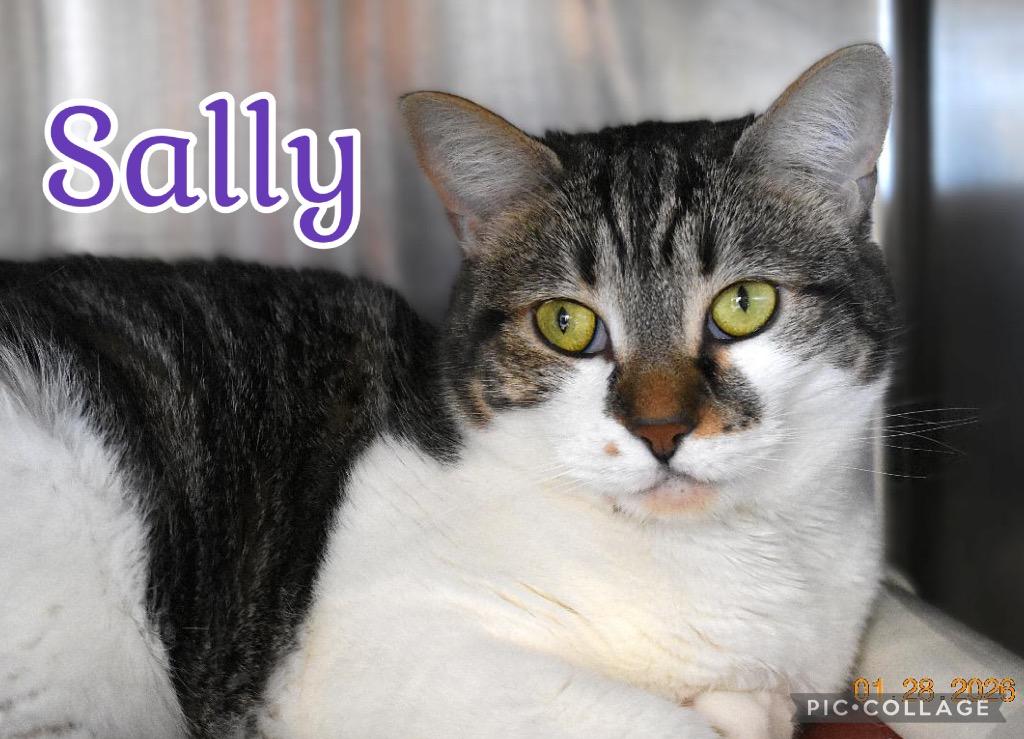 Enlarge Alana (Sally), a Adoptable mixed breed in Fort Oglethorpe, GA image 3/3