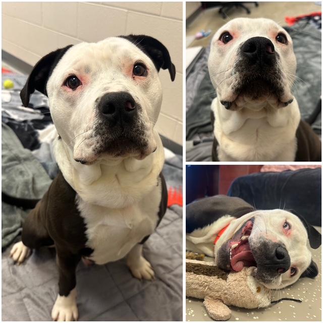 RIDER, Adoptable, Young Male Pit Bull Terrier & Mixed Breed.