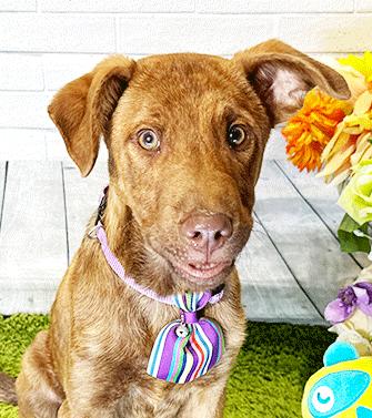 Enlarge CROSSI, a Adoptable mixed breed in Castro Valley, CA image 2/3