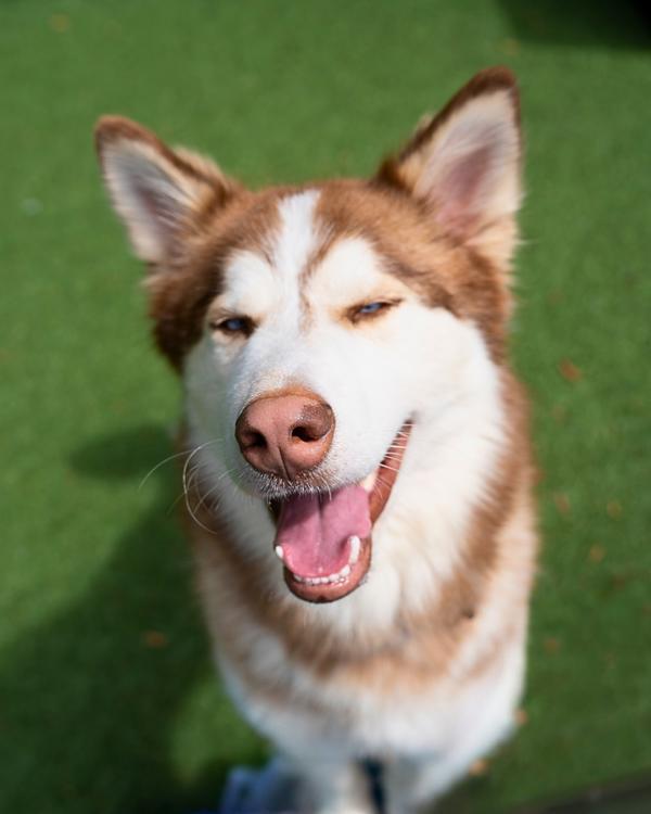 Odin, Adoptable, Adult Male Siberian Husky.