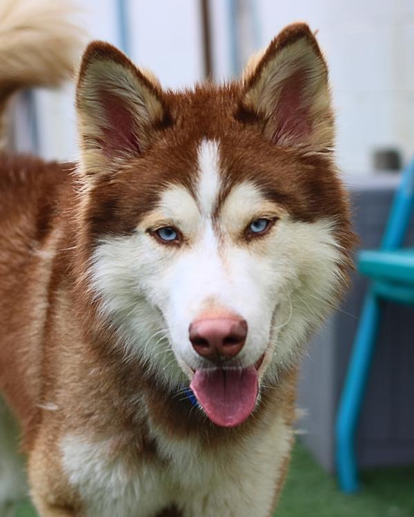 Enlarge Odin, a Adoptable mixed breed in Vallejo, CA image 3/6