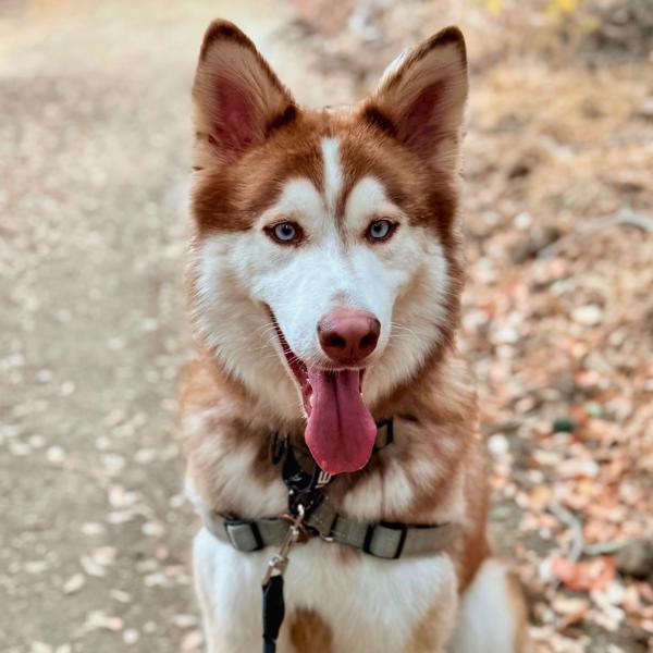Enlarge Odin, a Adoptable mixed breed in Vallejo, CA image 5/6
