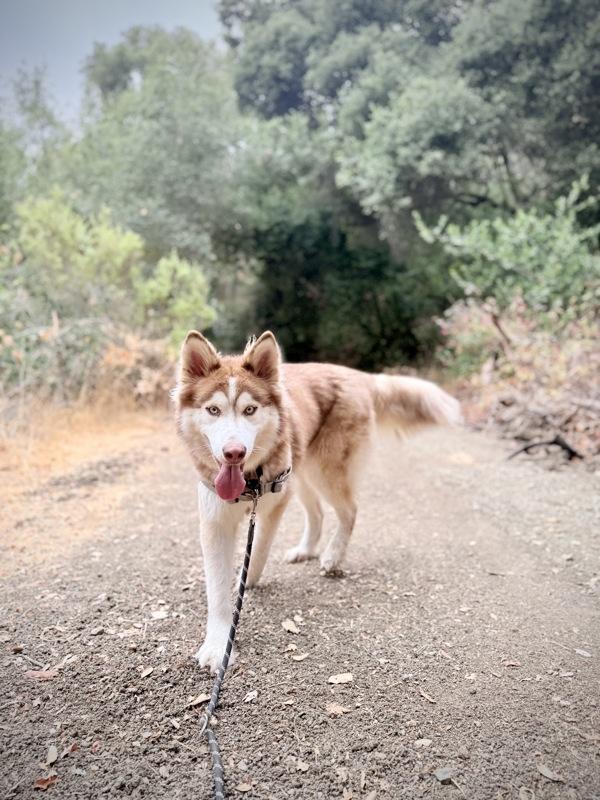 Odin, a Adoptable mixed breed in Vallejo, CA image 5/6