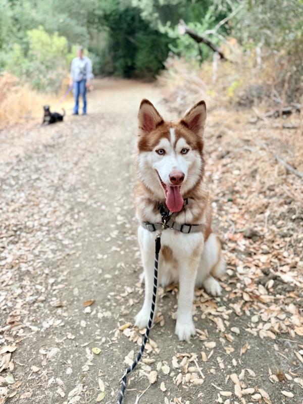 Odin, a Adoptable mixed breed in Vallejo, CA image 6/6