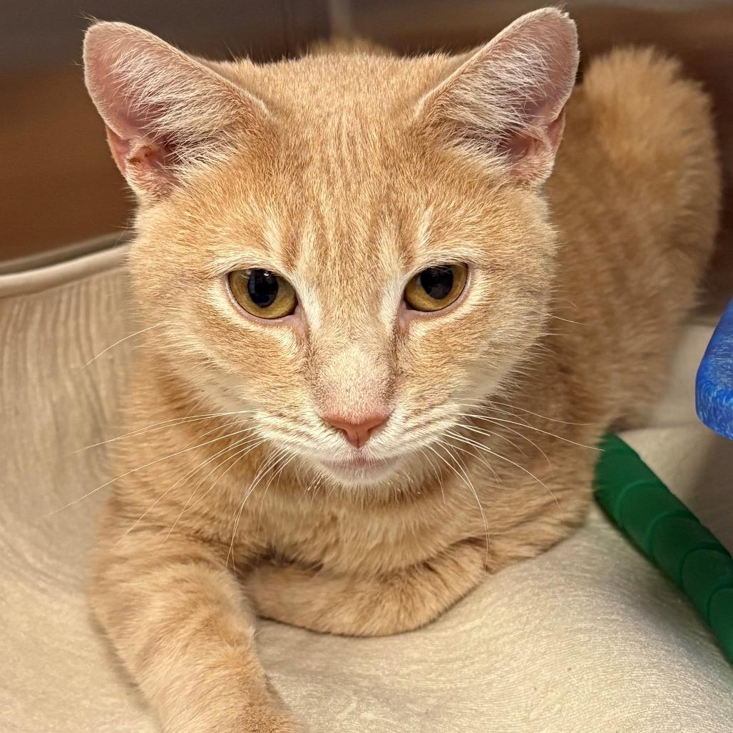 Reindeer, Adoptable, Adult Female Domestic Short Hair.