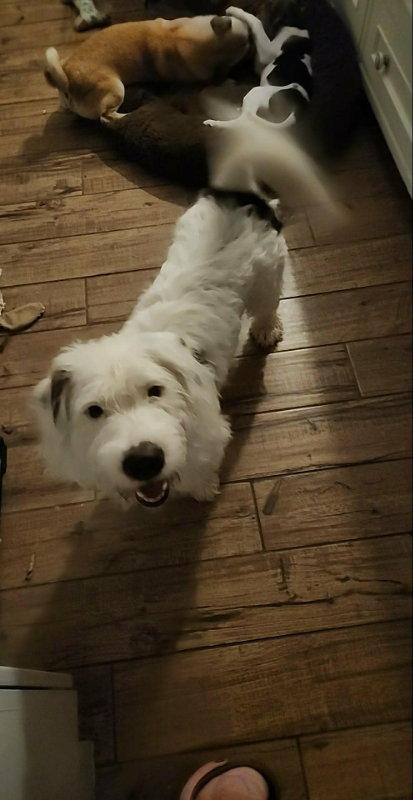 Mickey *Adopt or Foster*, Adoptable, Young Male Basset Hound & Standard Poodle.