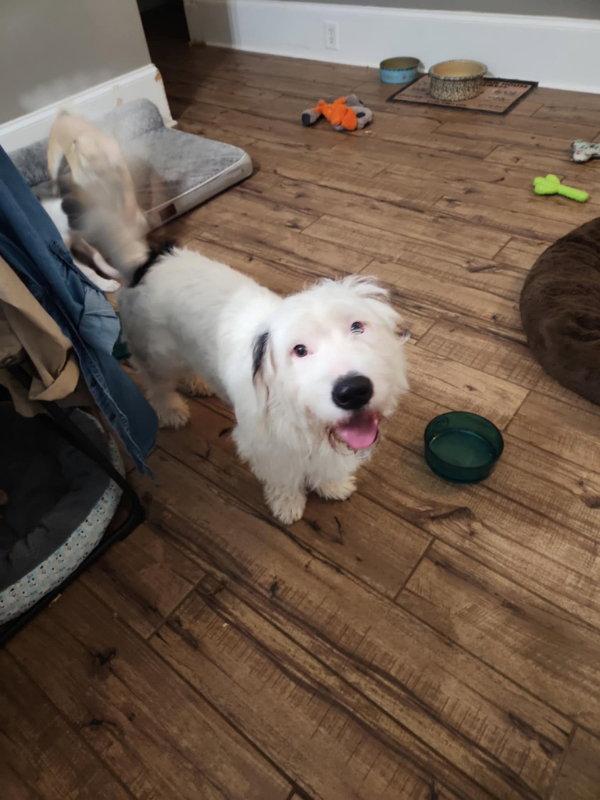 Enlarge Mickey *Adopt or Foster*, a Adoptable mixed breed in Fairfax, VA image 3/3
