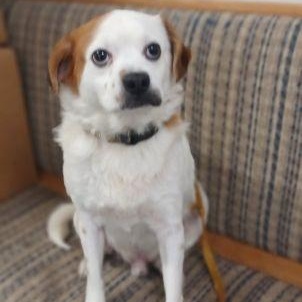 Little Cash, Adult Male unknown