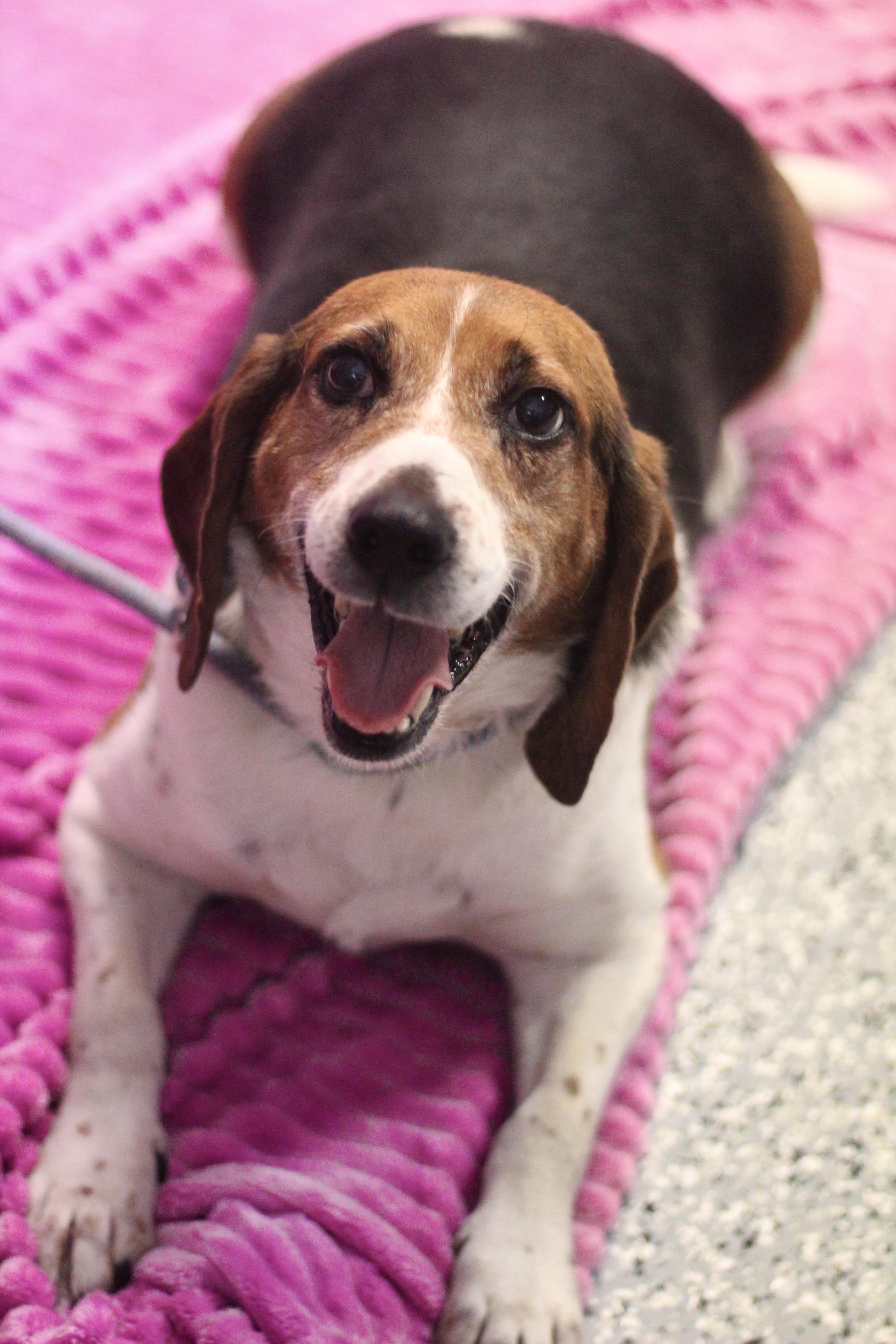 Beags in NH! Come Meet our Adoptable Dogs Wednesday-Saturday! More info in Bio!