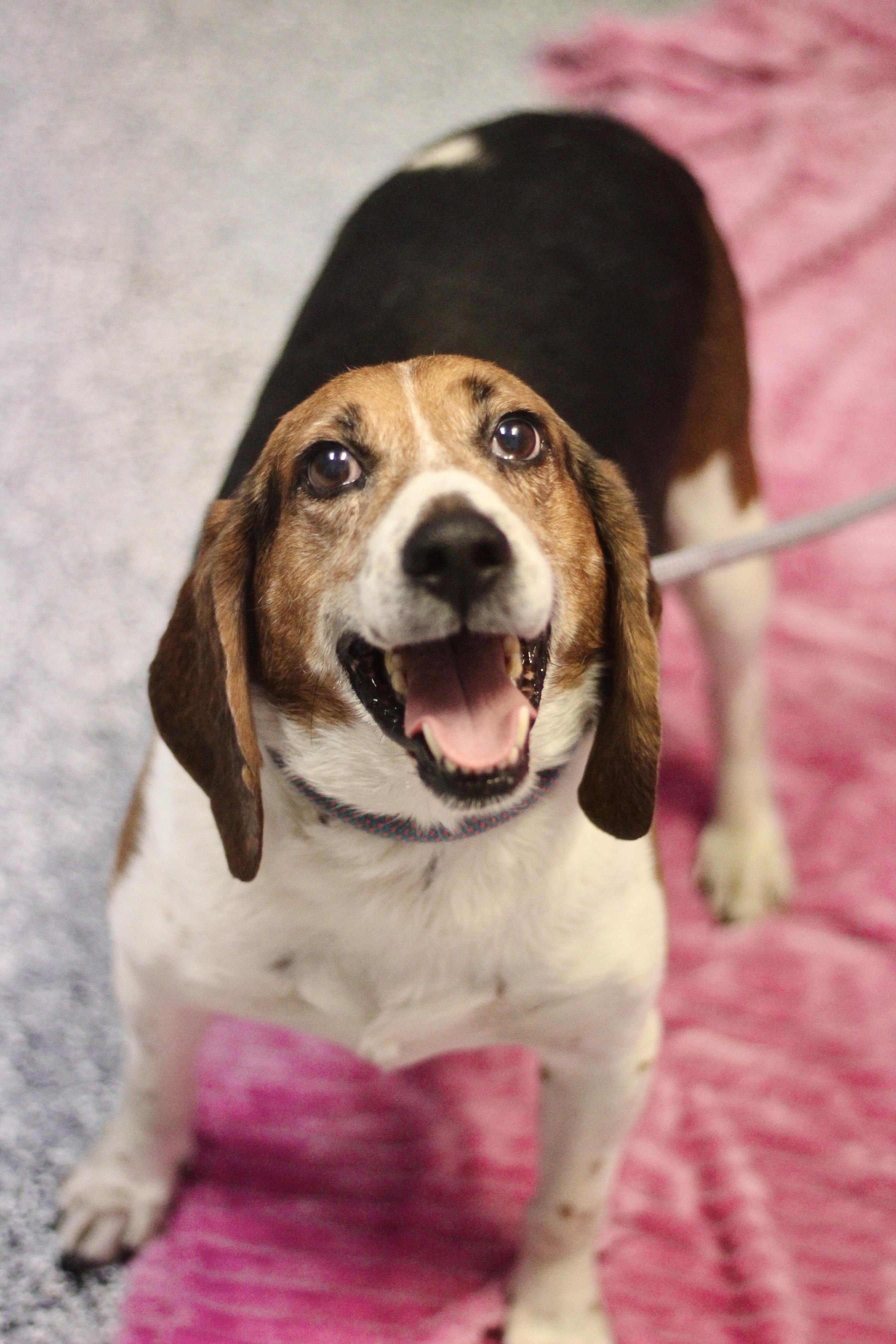 Beags in NH! Come Meet our Adoptable Dogs Wednesday-Saturday! More info in Bio!