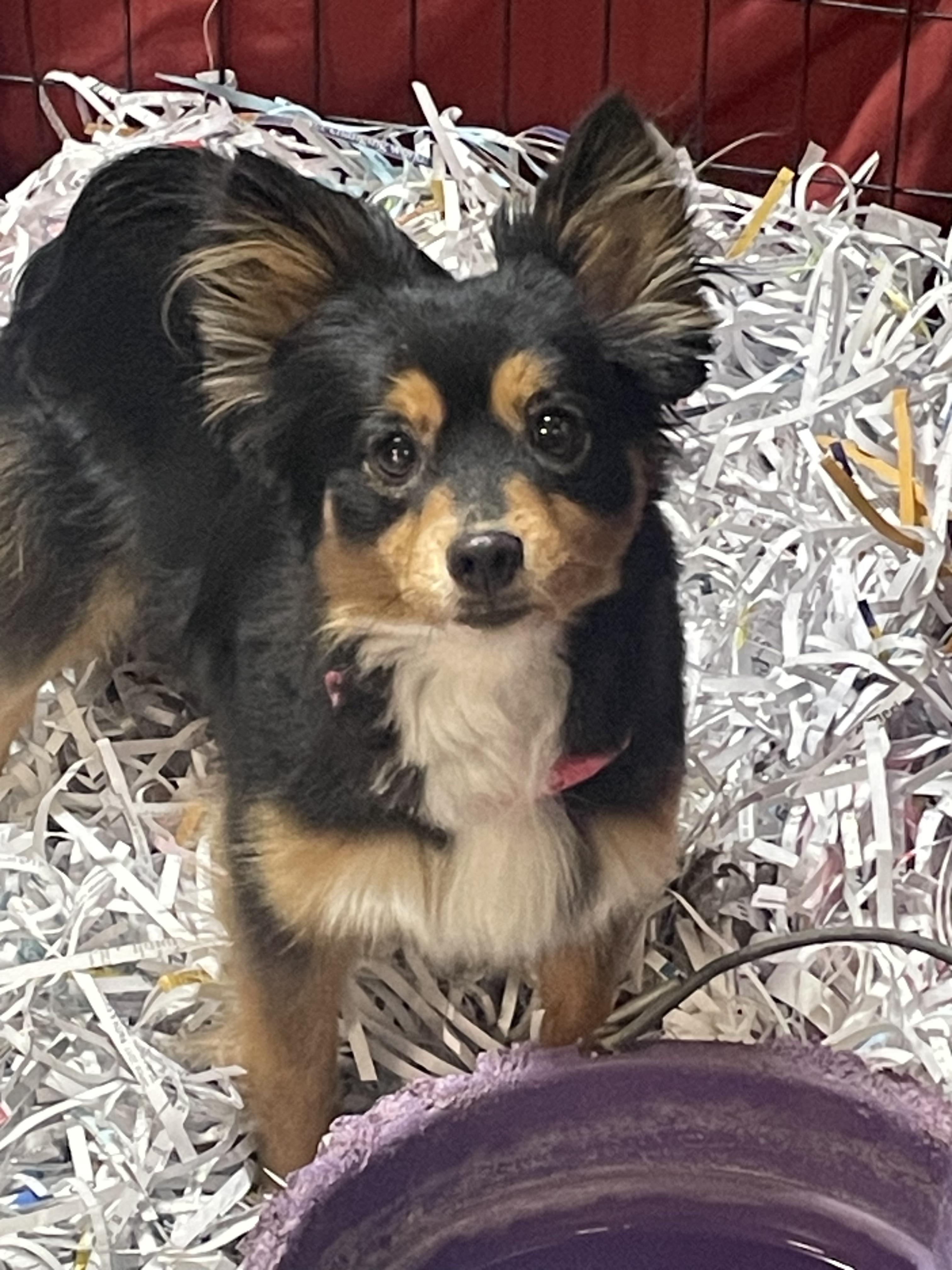 Enlarge Lucy, an adopted Mixed Breed in Billings, MT image 1/1
