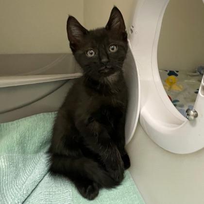 Freddie, Adoptable, Kitten Male Domestic Short Hair & Domestic Short Hair.