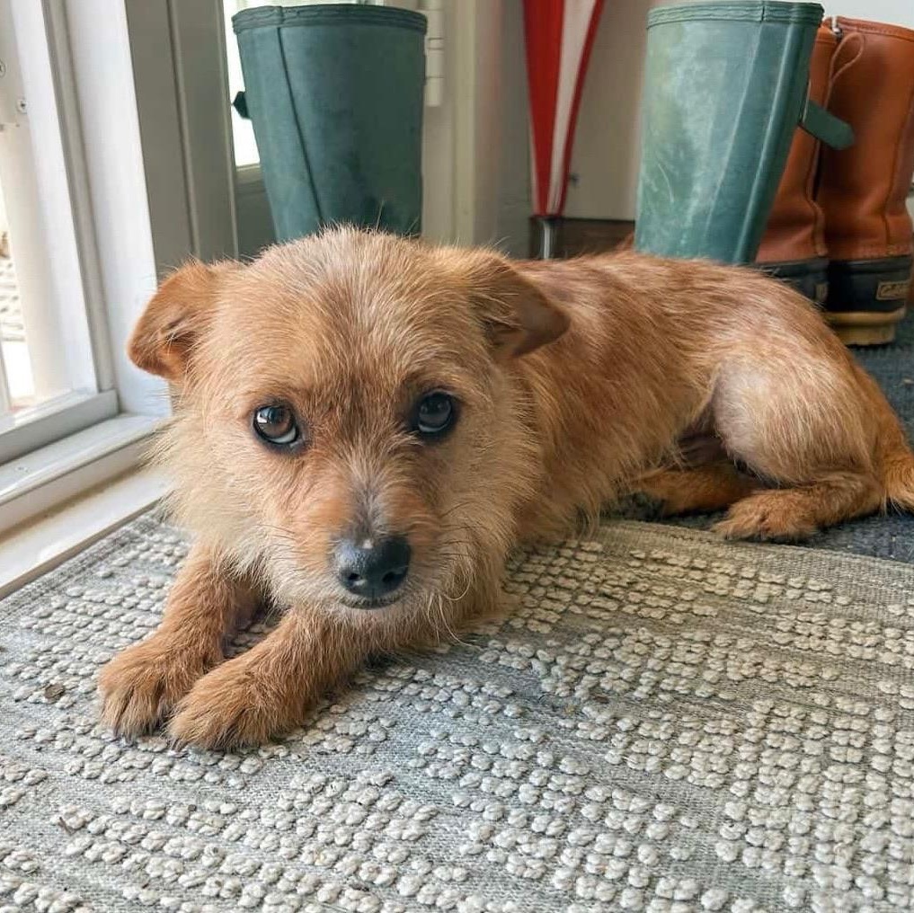 Enlarge Simba, an adopted mixed breed in Newport Beach, CA image 2/4