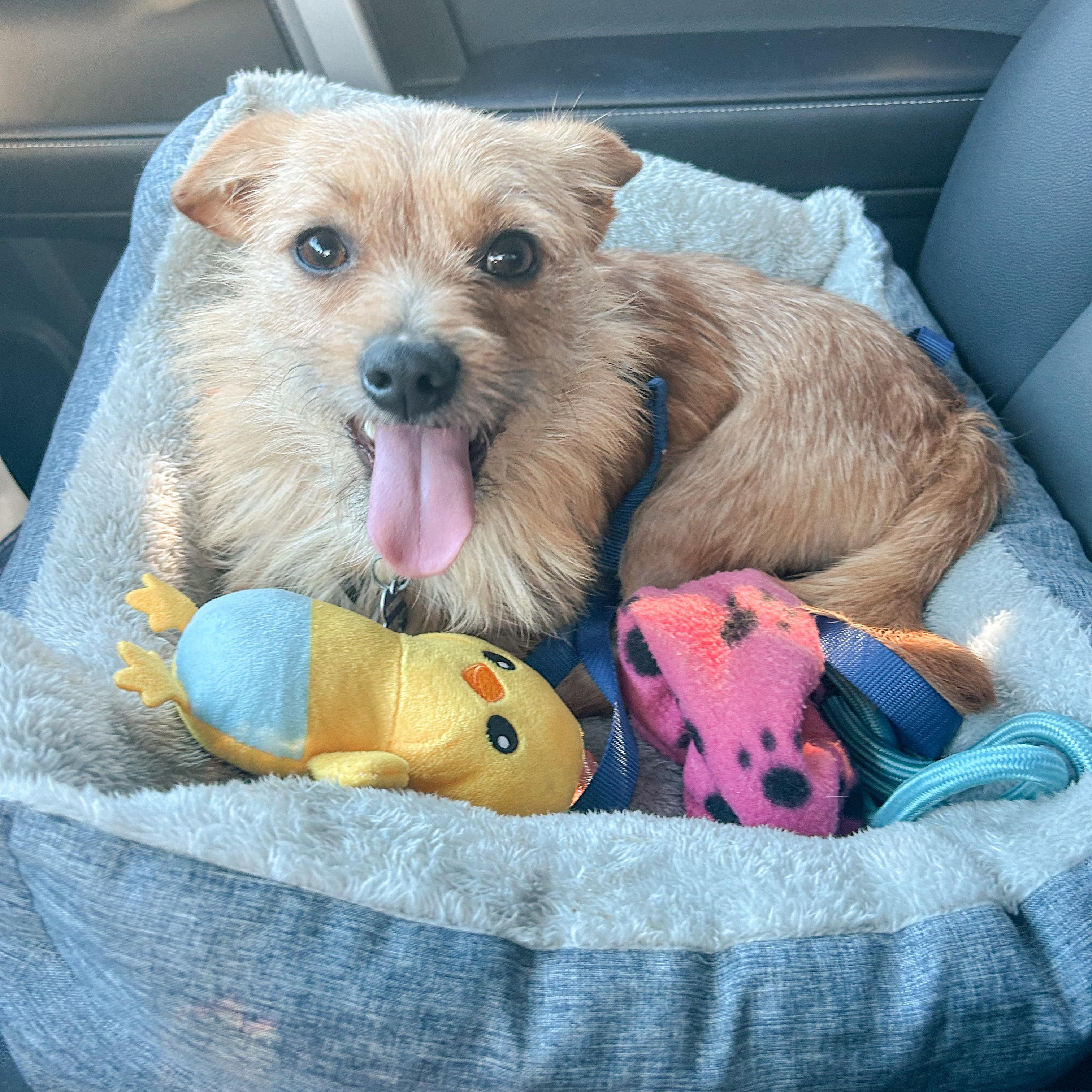 Enlarge Simba, an adopted mixed breed in Newport Beach, CA image 1/4