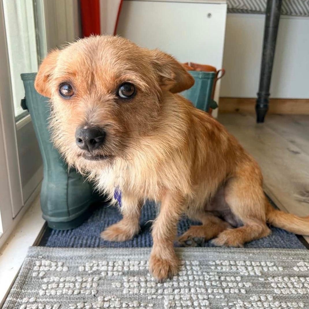 Enlarge Simba, an adopted mixed breed in Newport Beach, CA image 4/4