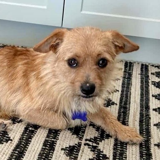 Enlarge Simba, an adopted mixed breed in Newport Beach, CA image 3/4